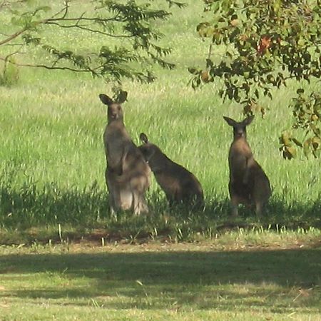 Pericoe Retreat Bed and Breakfast Dubbo Buitenkant foto