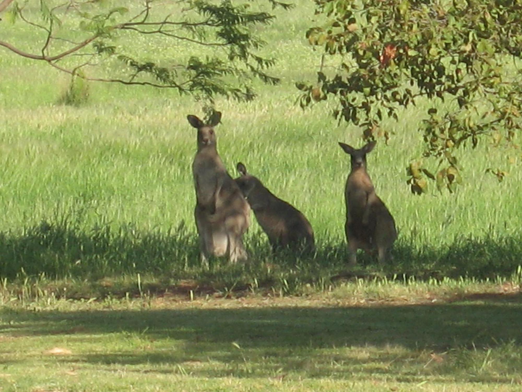 Pericoe Retreat Bed and Breakfast Dubbo Buitenkant foto